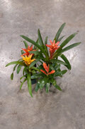 4" Bromeliad Guzmania Assortment